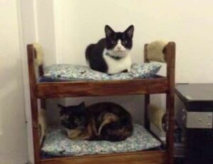 allshoppingimagesvideosnewsmapsbooksflights