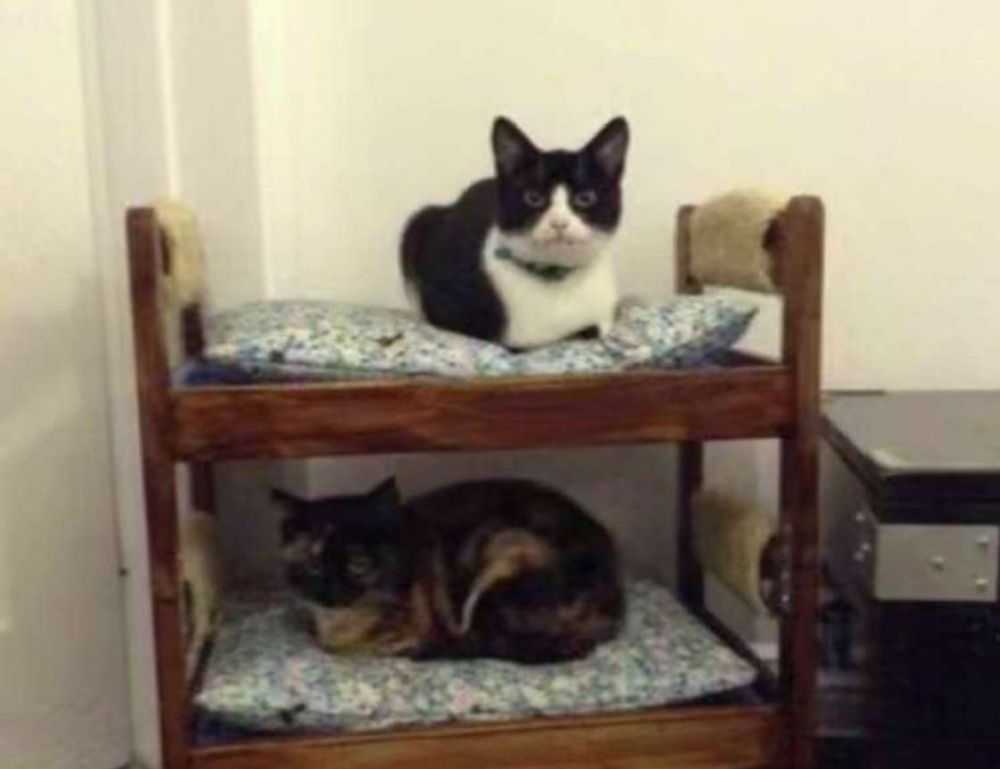 allshoppingimagesvideosnewsmapsbooksflights