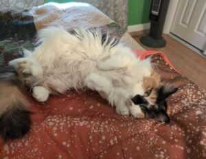 gerarboletimunificadoexterno