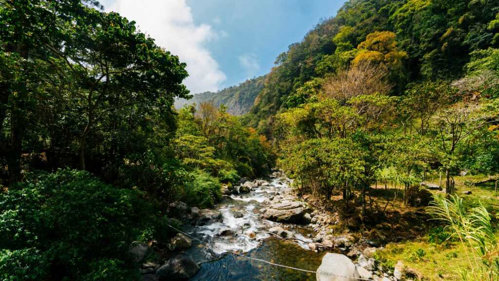 A tranquil stream flows through the vibrant rainforest of Boquete, Panama, under a clear blue sky.